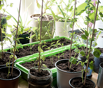 potager d’intérieur